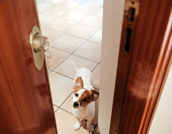 cerrajería para mascotas