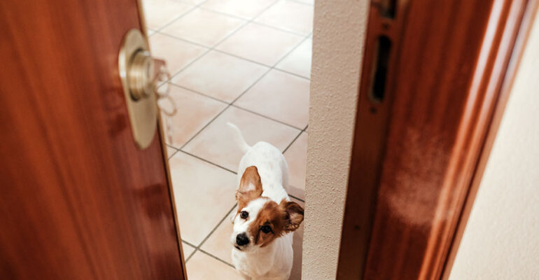 cerrajería para mascotas
